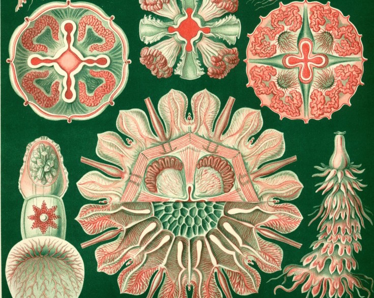 Haeckel_Discomedusae_98-738x1024