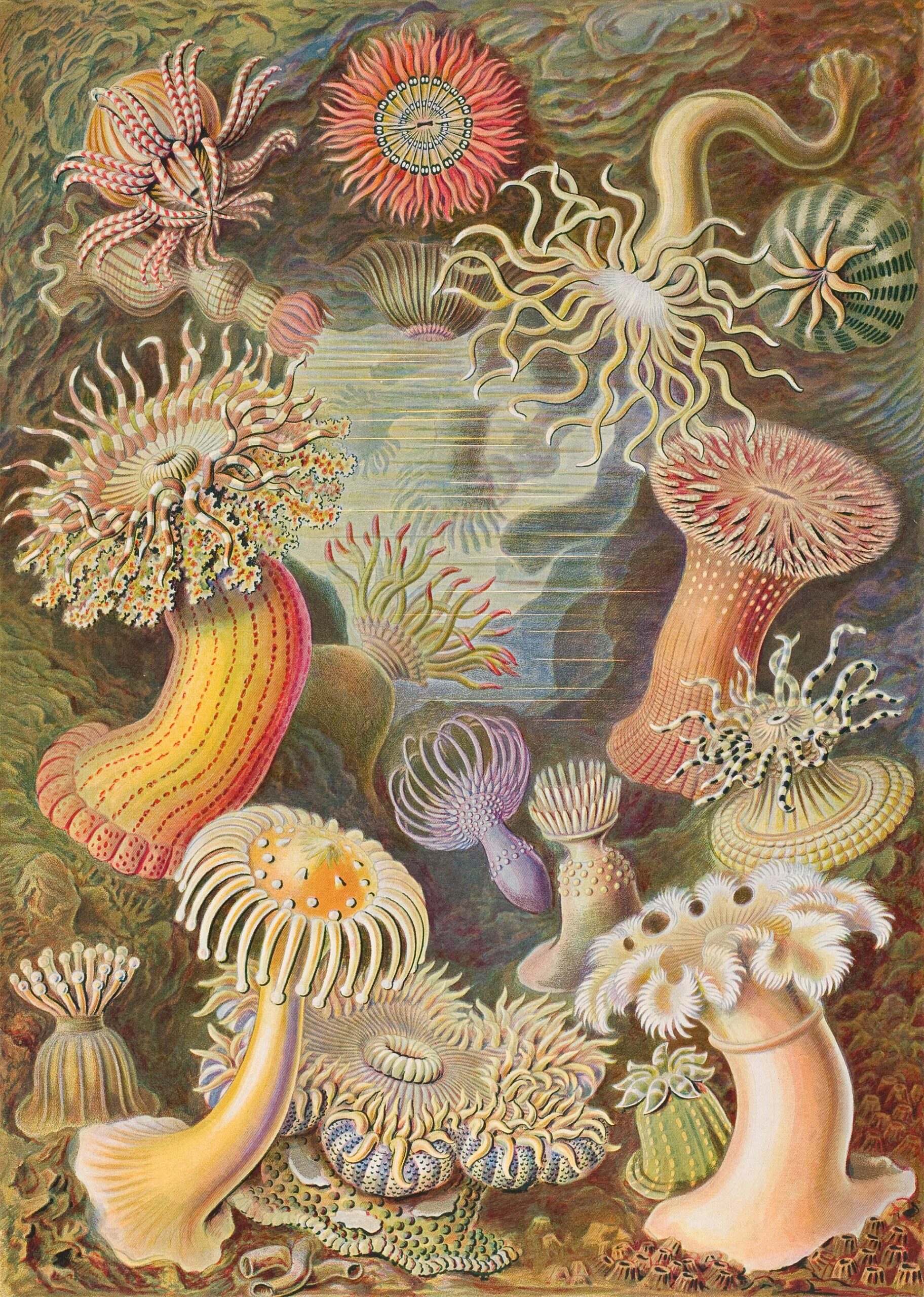 https://thumb.wikimedia.org/wikipedia/commons/thumb/a/a9/Haeckel_Actiniae.jpg/1920px-Haeckel_Actiniae.jpg?download